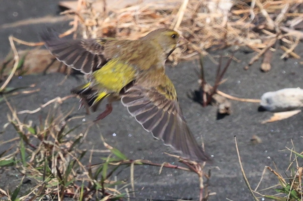 Grünfink - ML644571609