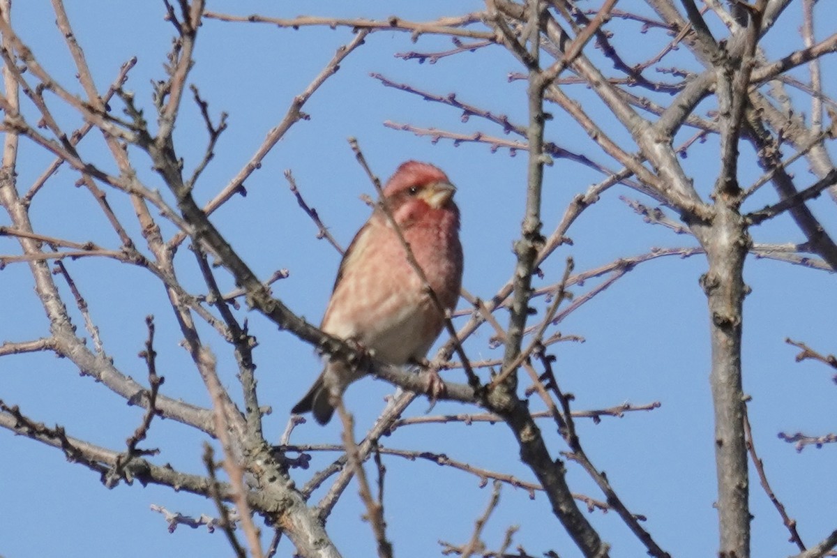 Purple Finch - ML644571611