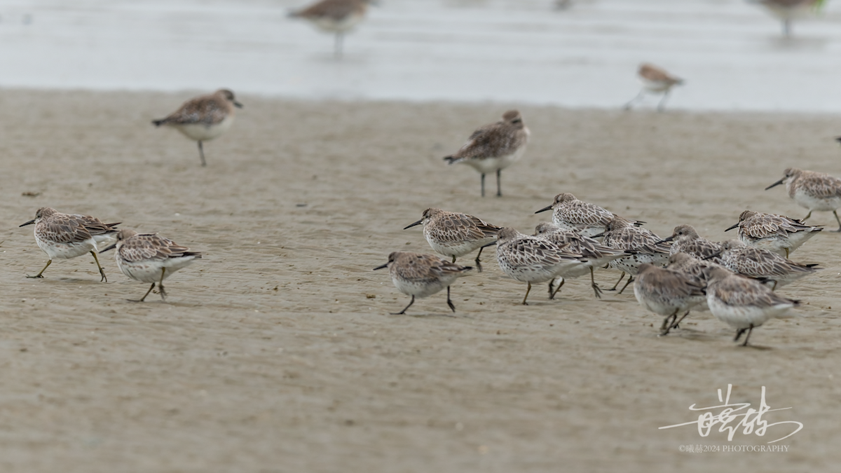 חופית גדולה - ML644571612