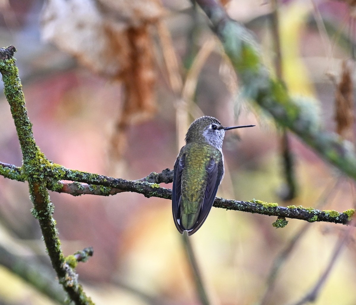 Anna's Hummingbird - ML644571613