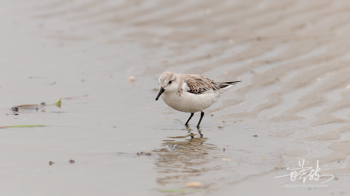 חופית לבנה - ML644571615