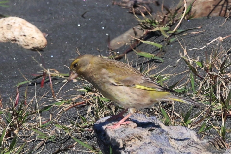 Grünfink - ML644571616