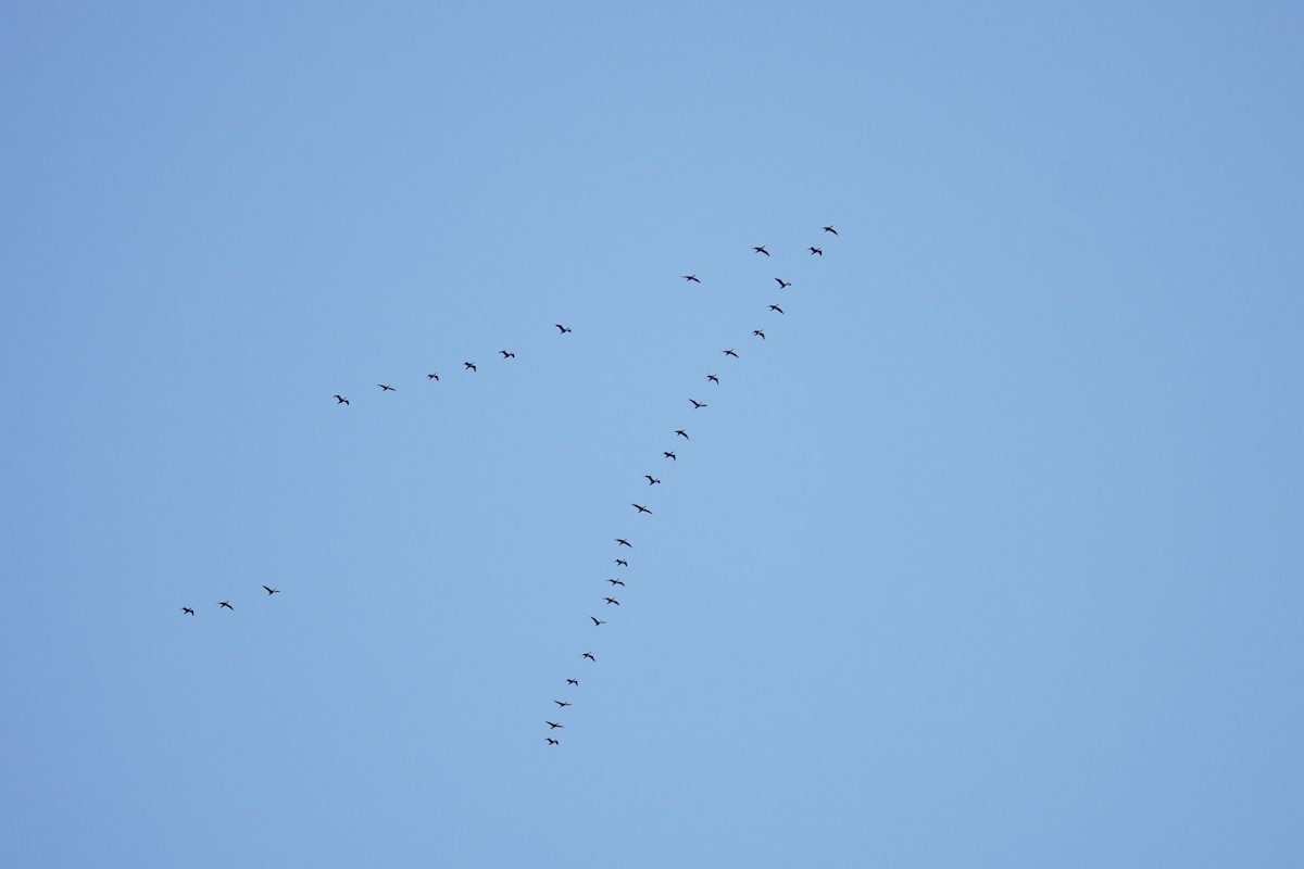 Double-crested Cormorant - ML644571618