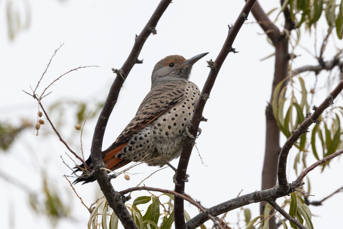 Northern Flicker (Red-shafted) - ML644571619