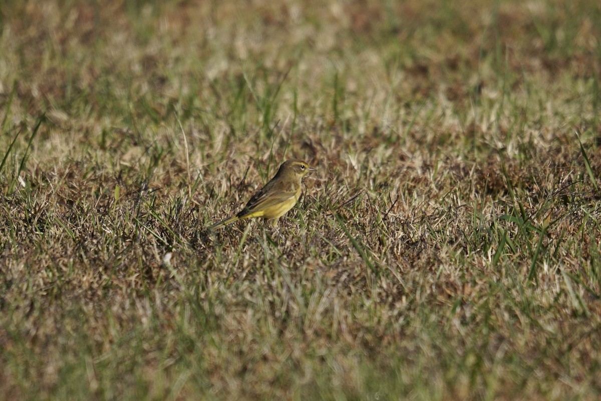 Palm Warbler - ML644571620
