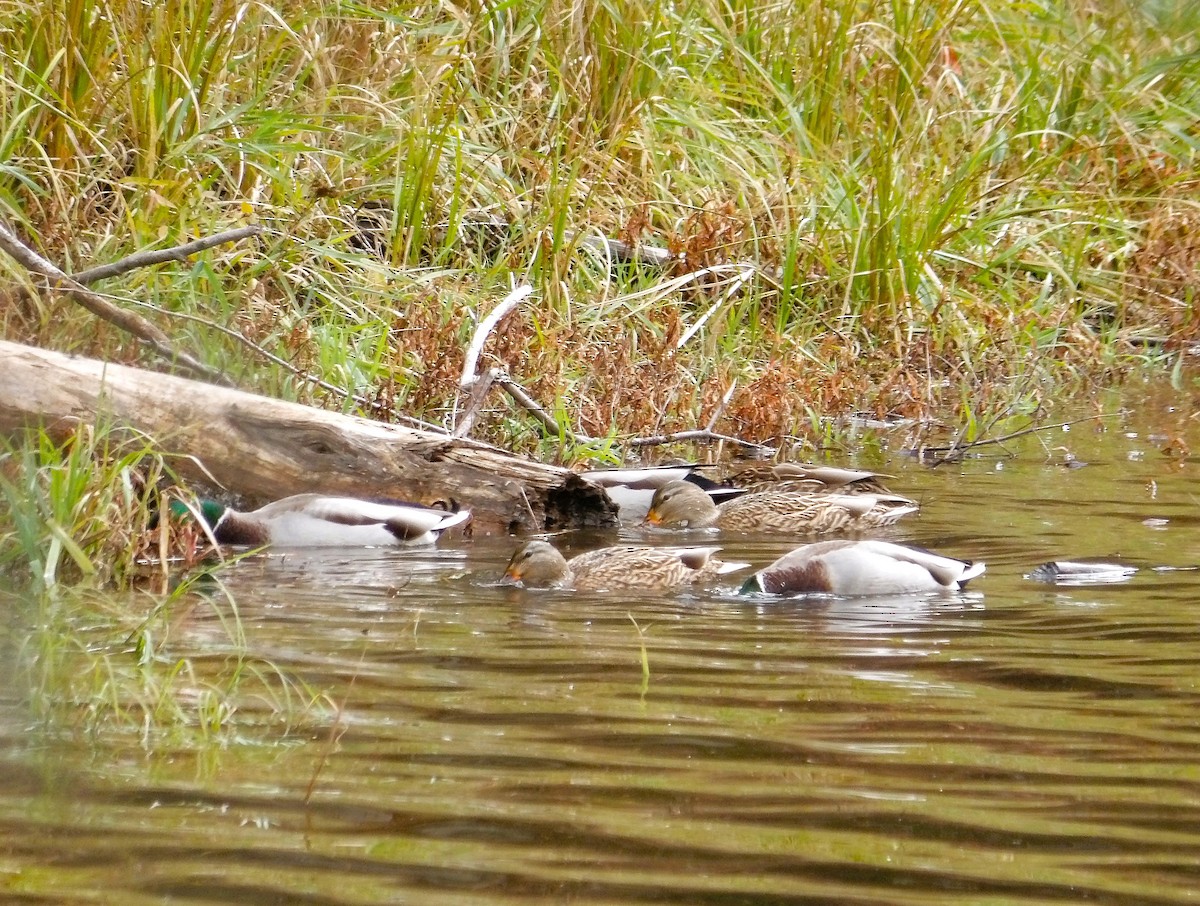 kachna divoká - ML644571625