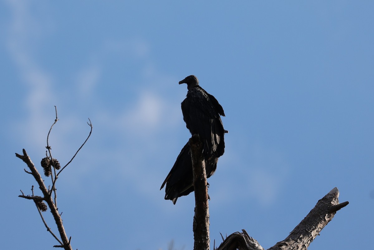 Urubu noir - ML644571626