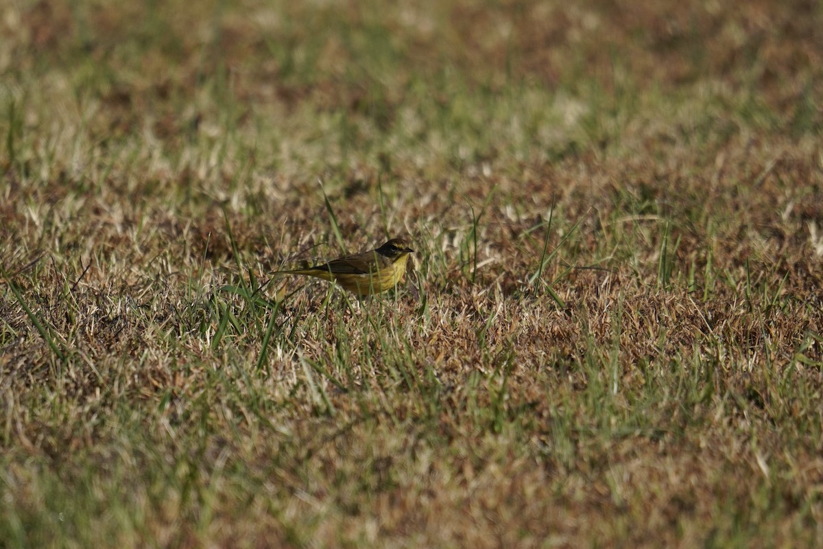 Palm Warbler - ML644571629