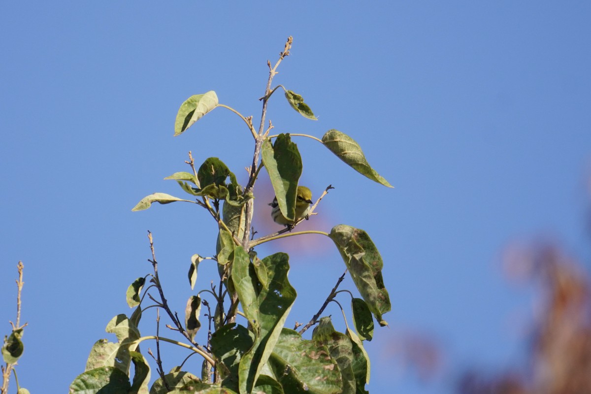 ノドグロミドリアメリカムシクイ - ML644571631