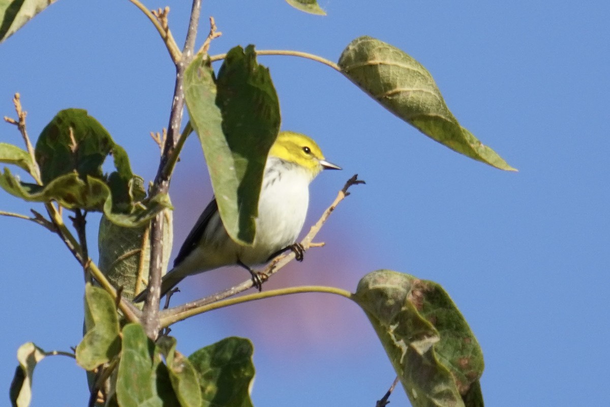 ノドグロミドリアメリカムシクイ - ML644571639