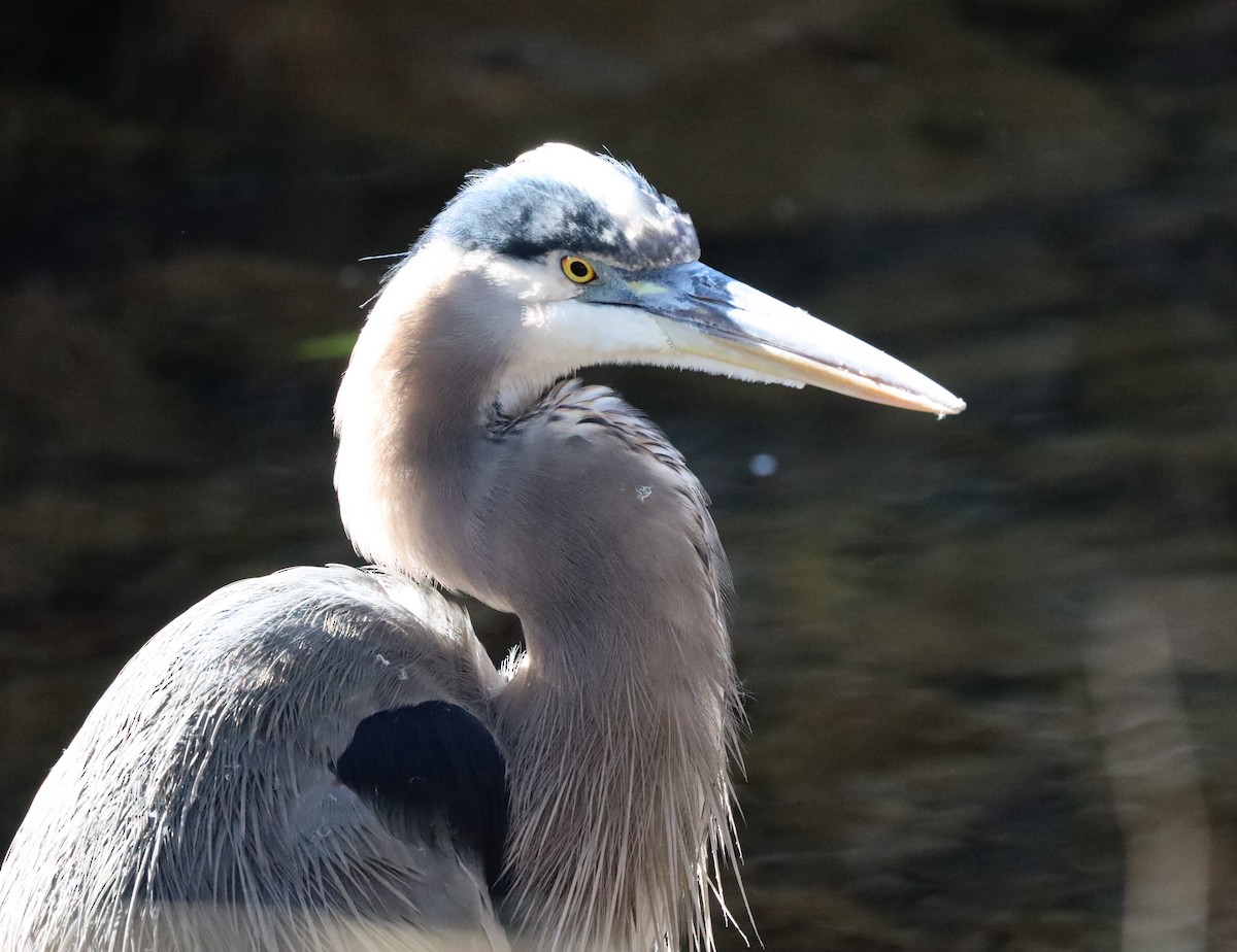 Great Blue Heron - ML644571640