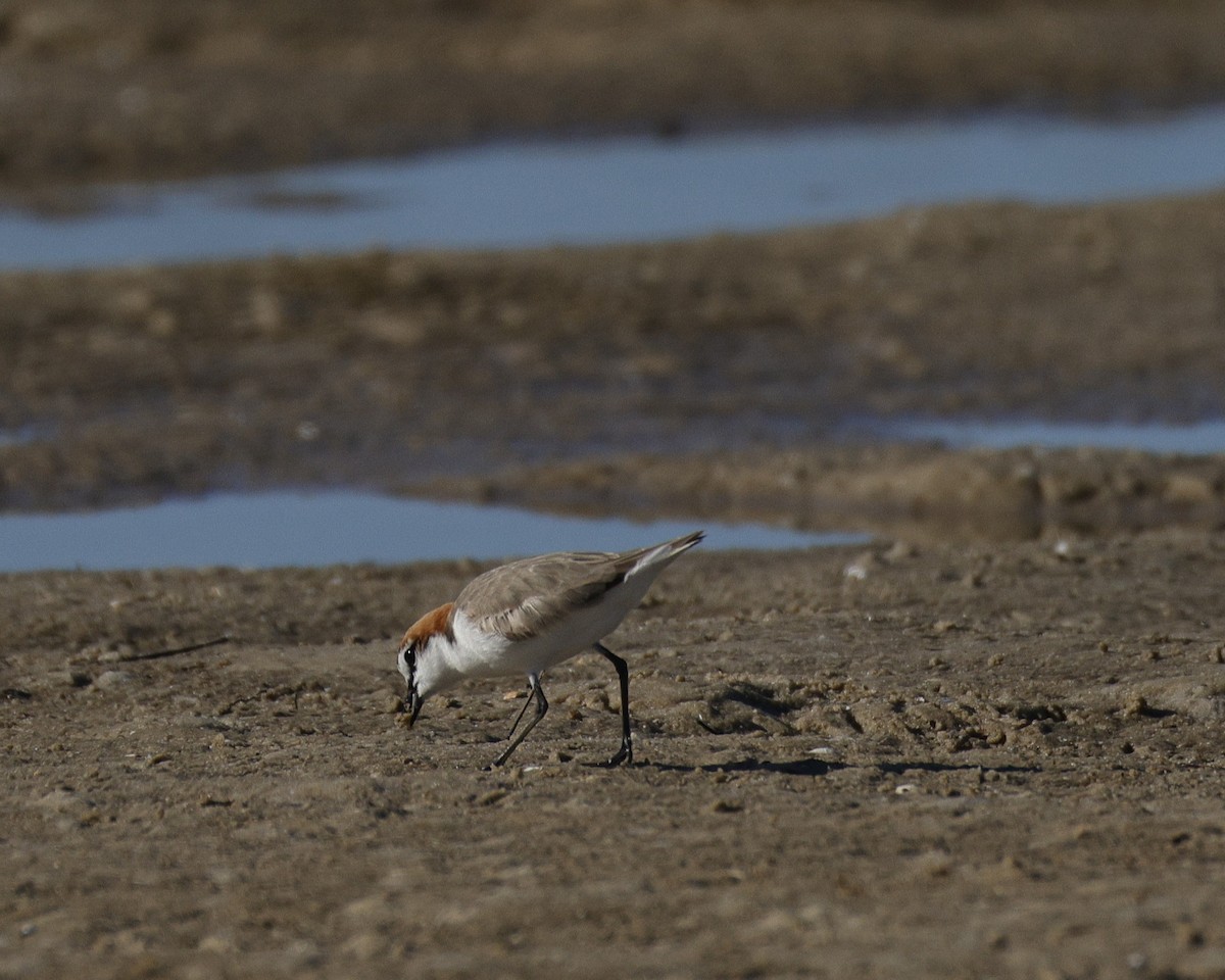 Rotkopf-Regenpfeifer - ML644571646