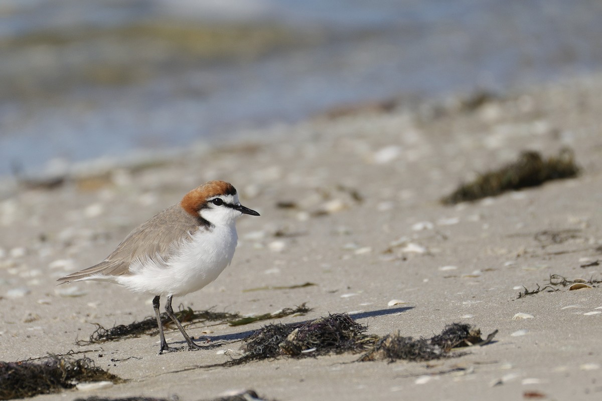 Rotkopf-Regenpfeifer - ML644571647