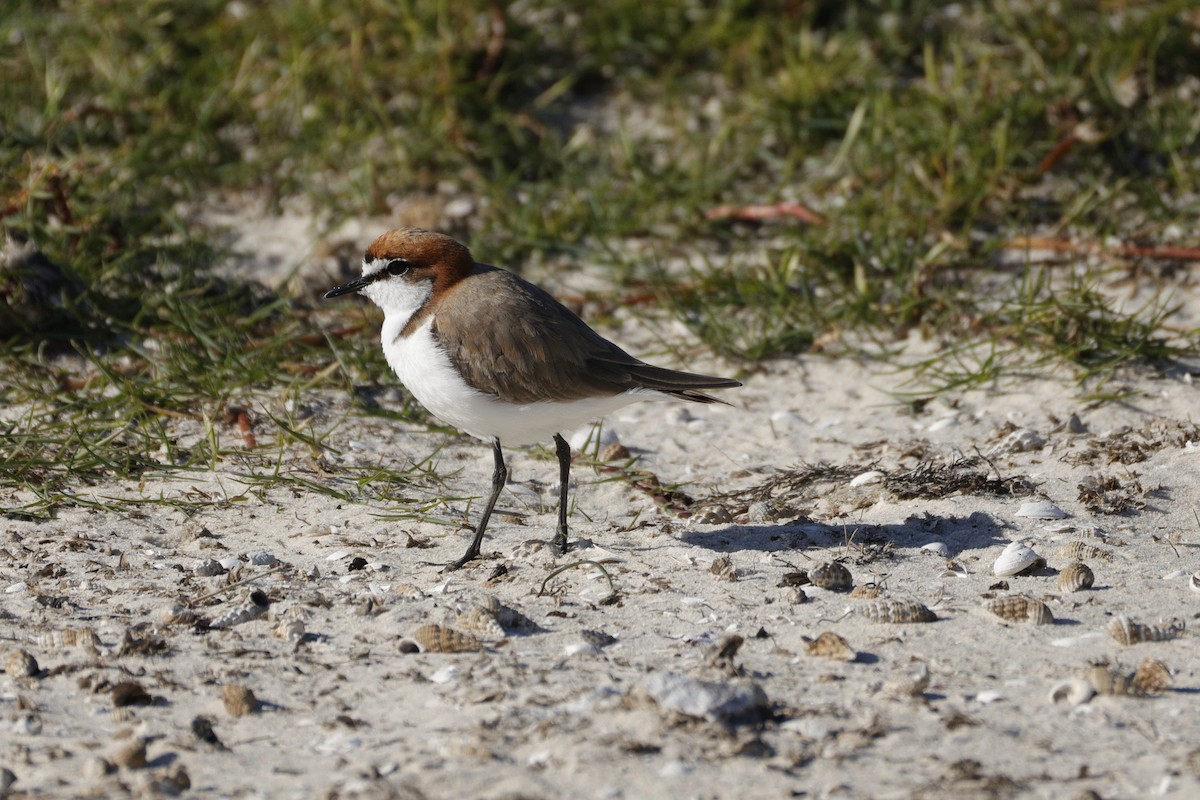 Rotkopf-Regenpfeifer - ML644571648