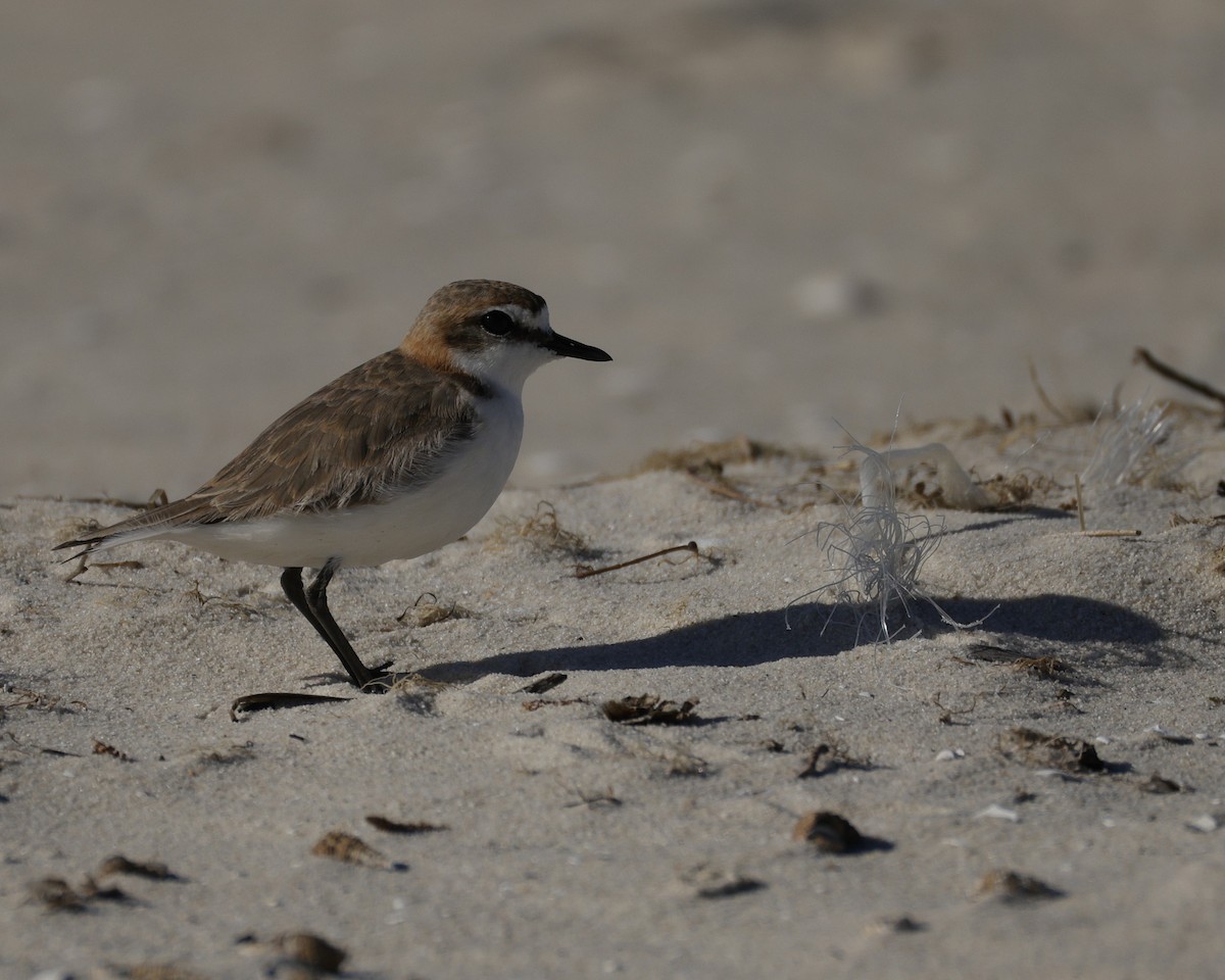 Rotkopf-Regenpfeifer - ML644571649