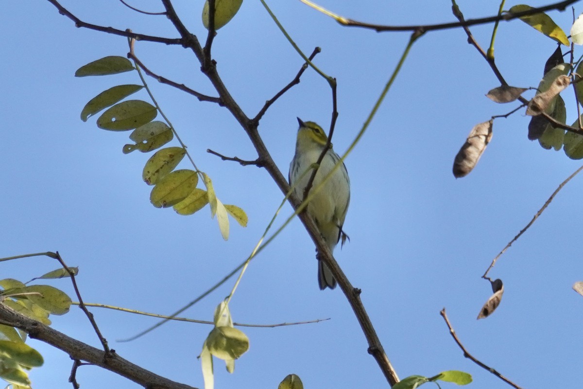 ノドグロミドリアメリカムシクイ - ML644571650