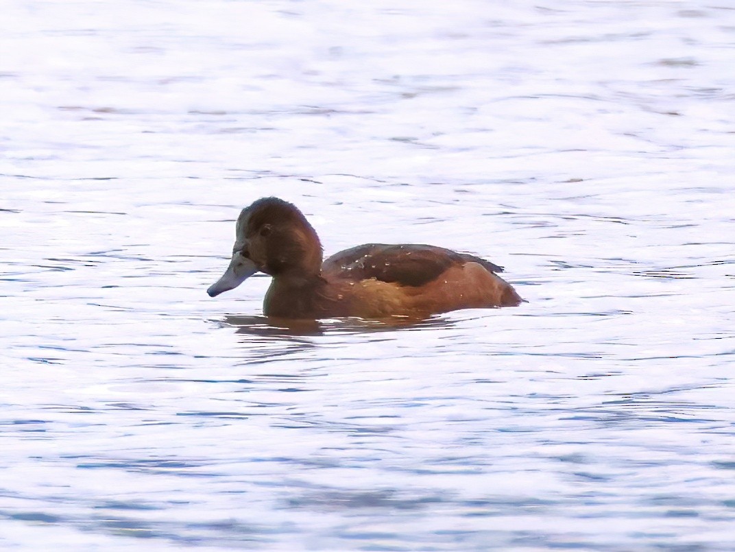 Porrón Americano - ML644571651