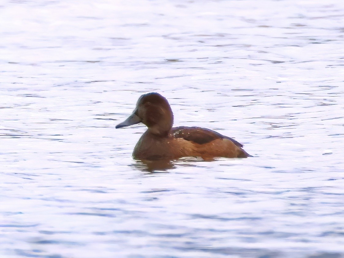 Porrón Americano - ML644571652