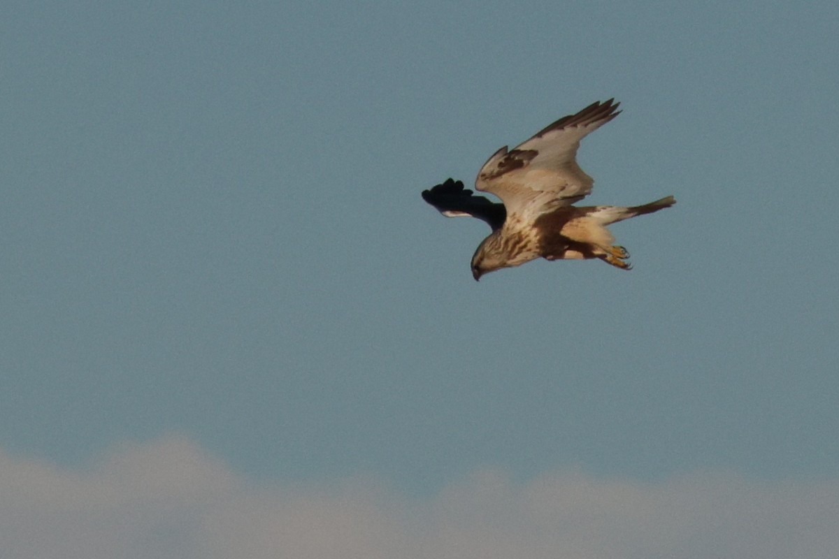 Rough-legged Hawk - ML644571653