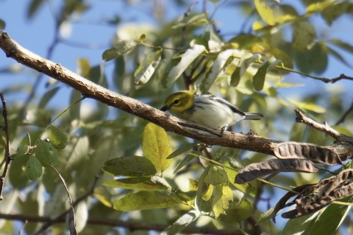 ノドグロミドリアメリカムシクイ - ML644571655