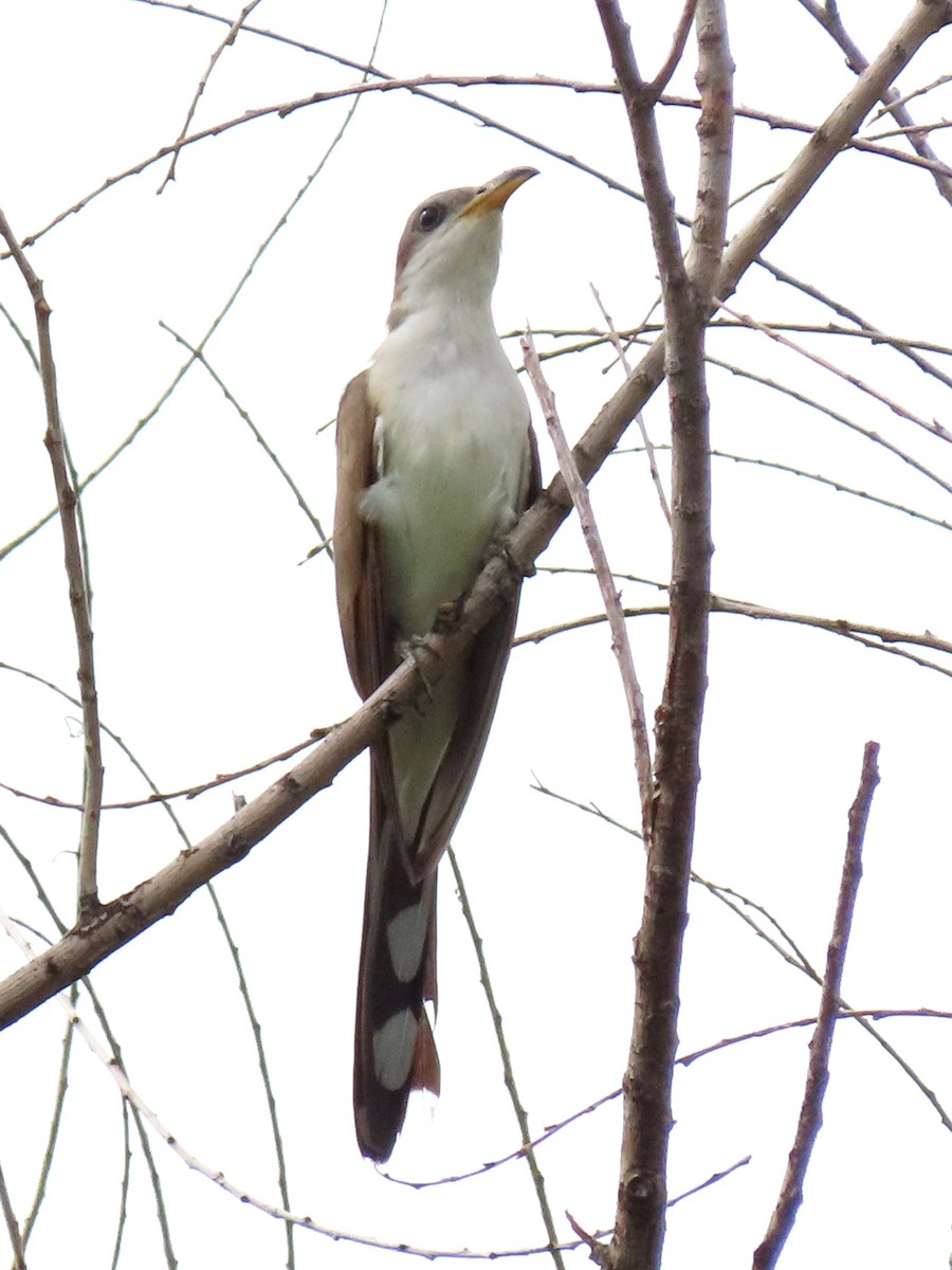 キバシカッコウ - ML644571656