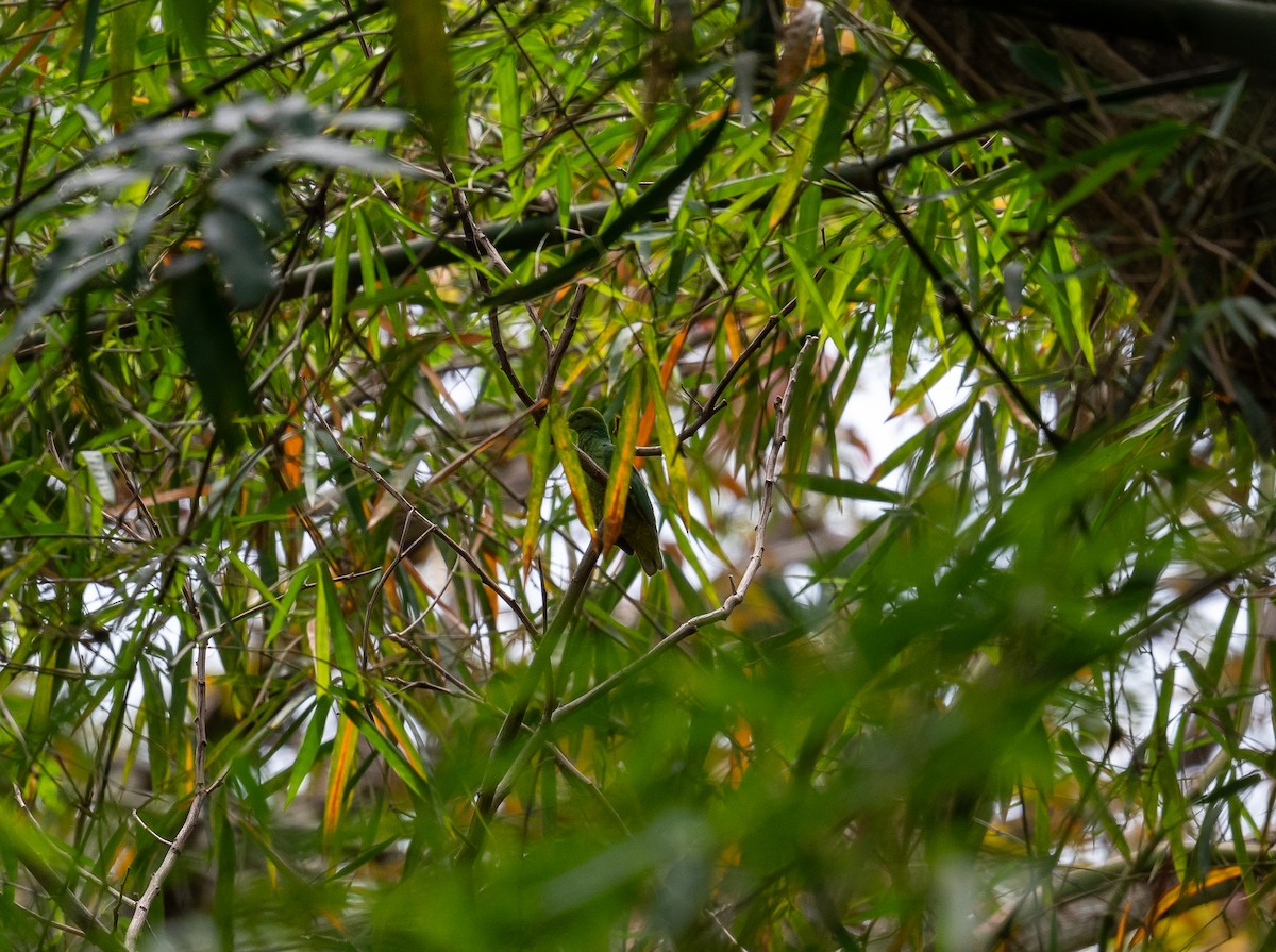 キンミノヒメアオバト - ML644571659