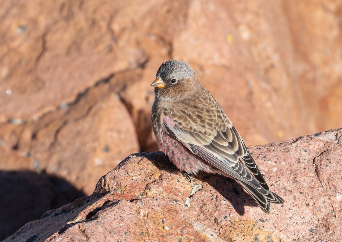 Brown-capped Rosy-Finch - ML644571668