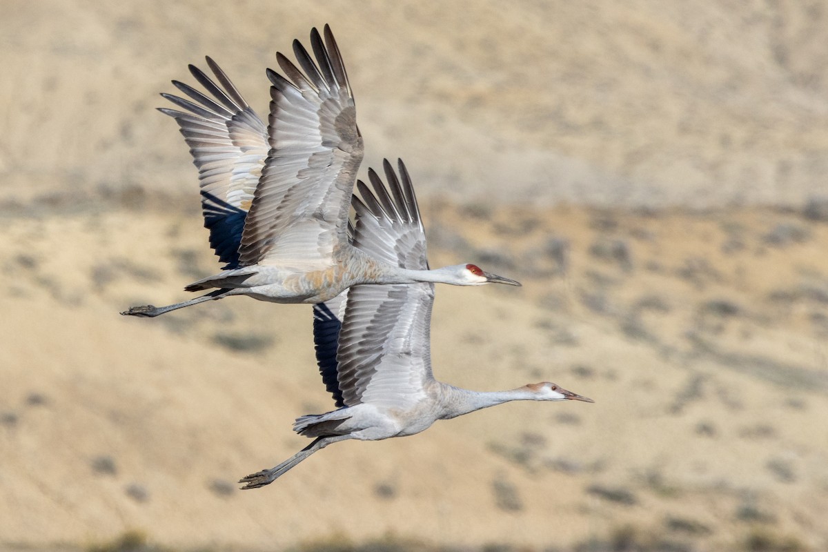 Sandhill Crane (Greater) - ML644571670
