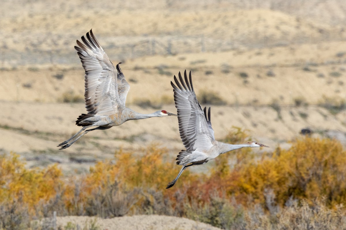 Sandhill Crane (Greater) - ML644571674