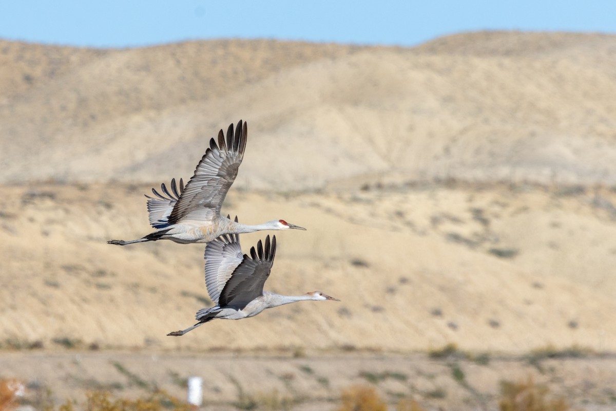 Sandhill Crane (Greater) - ML644571675