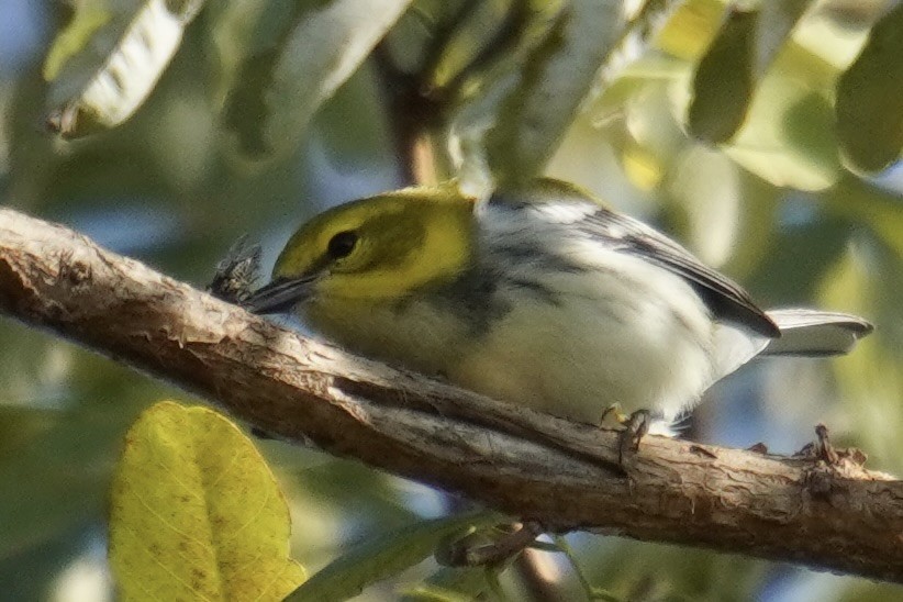 ノドグロミドリアメリカムシクイ - ML644571676