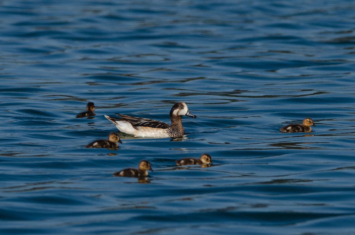Chiloe Wigeon - ML644571682