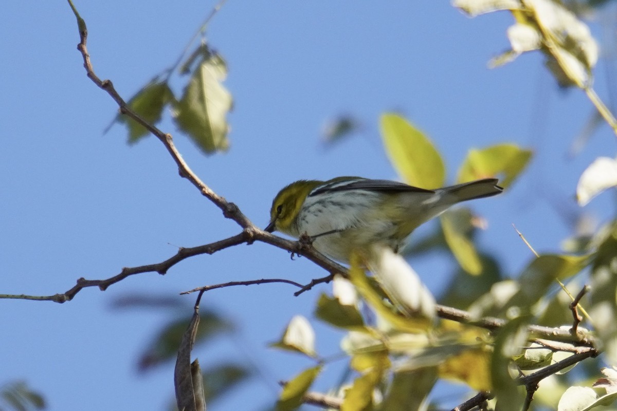 ノドグロミドリアメリカムシクイ - ML644571684