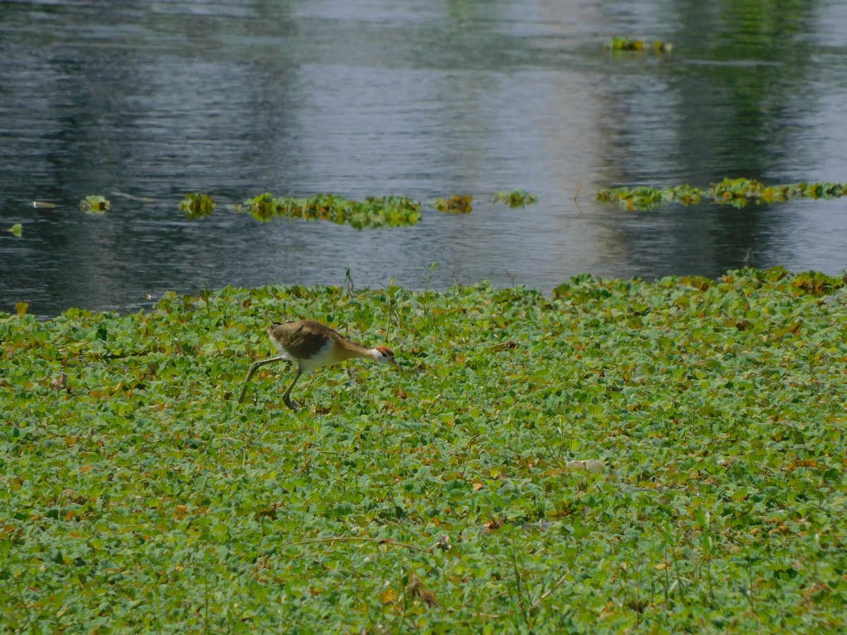 Бронзовокрылая якана - ML644571694