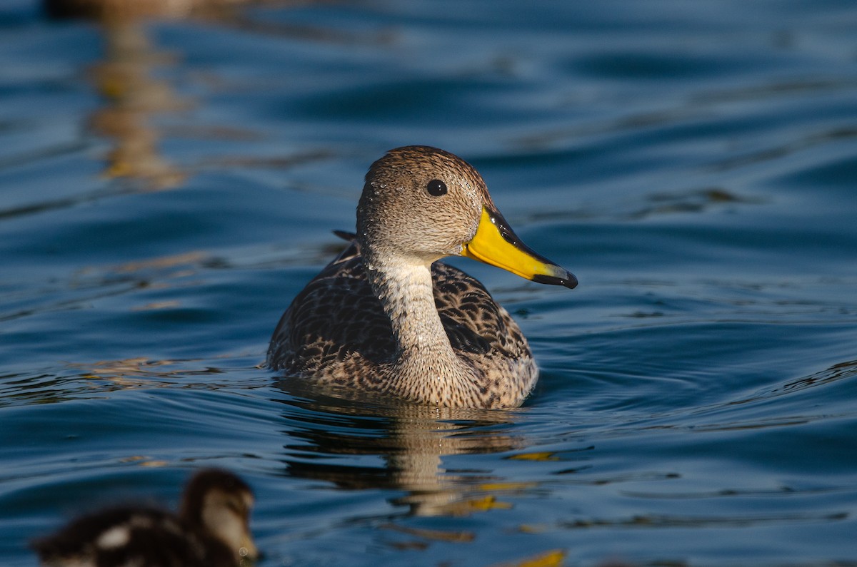 Yellow-billed Pintail - ML644571699