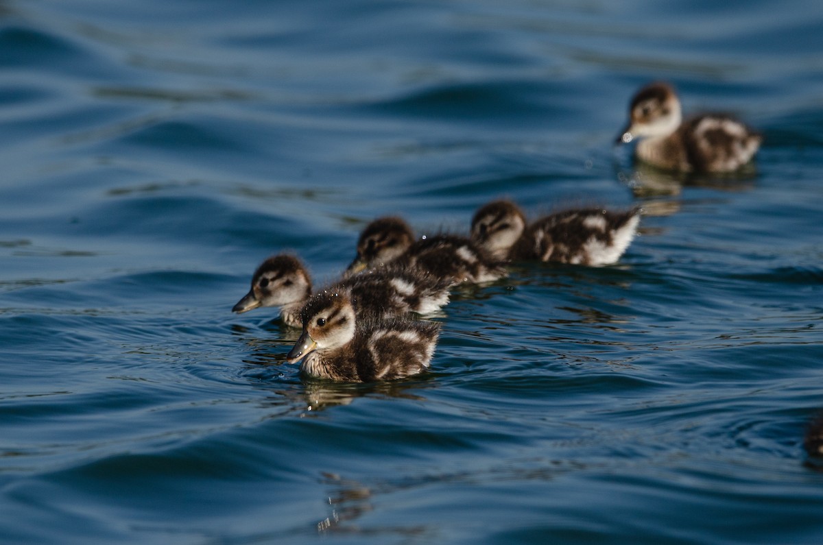 Yellow-billed Pintail - ML644571700