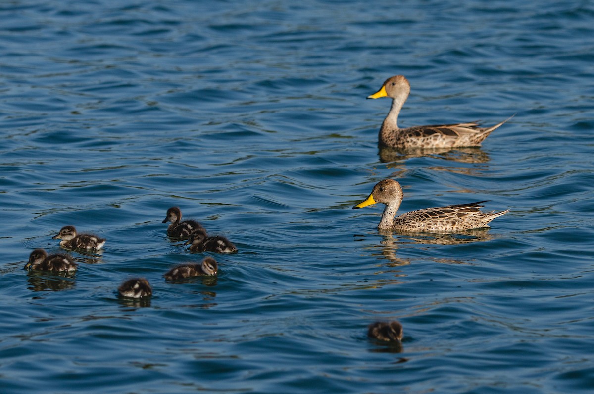 Yellow-billed Pintail - ML644571701