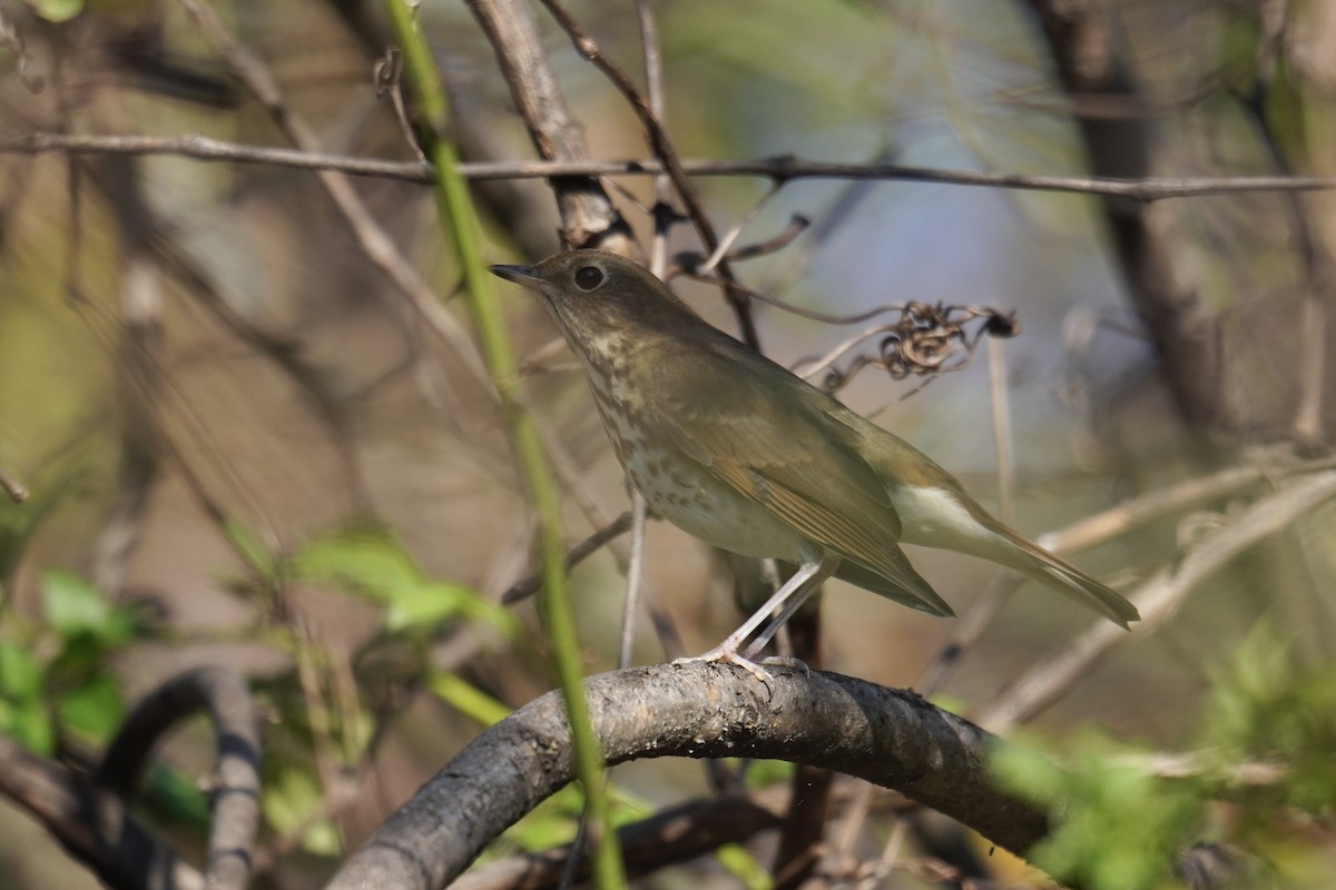 Hermit Thrush - ML644571703