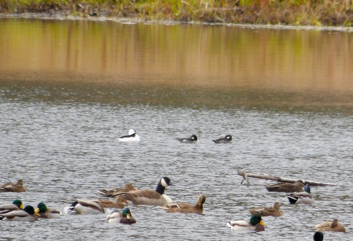 hohol bělavý - ML644571705