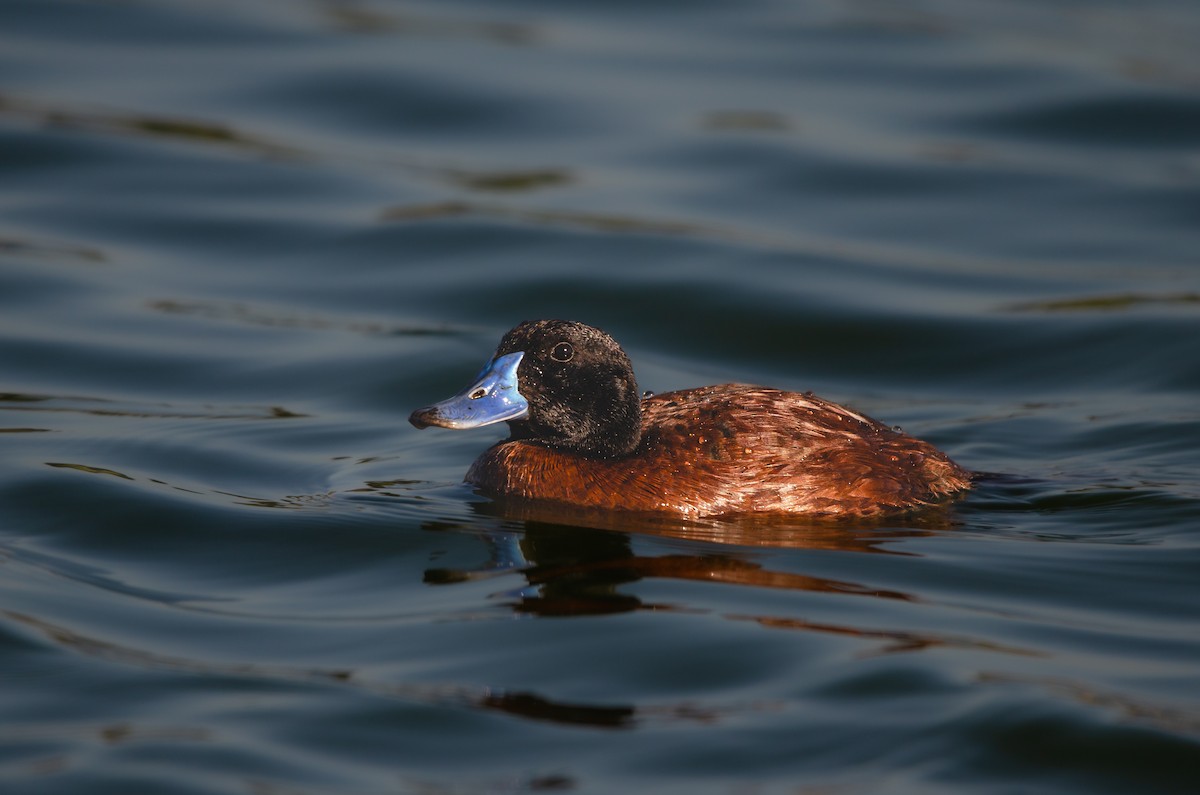 Lake Duck - ML644571706