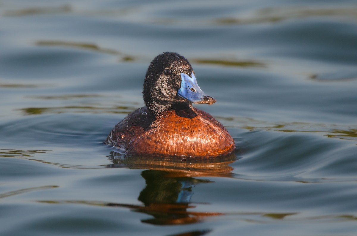 Lake Duck - ML644571707
