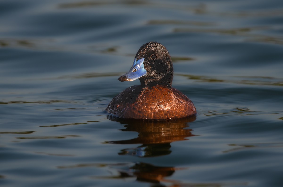 Lake Duck - ML644571708