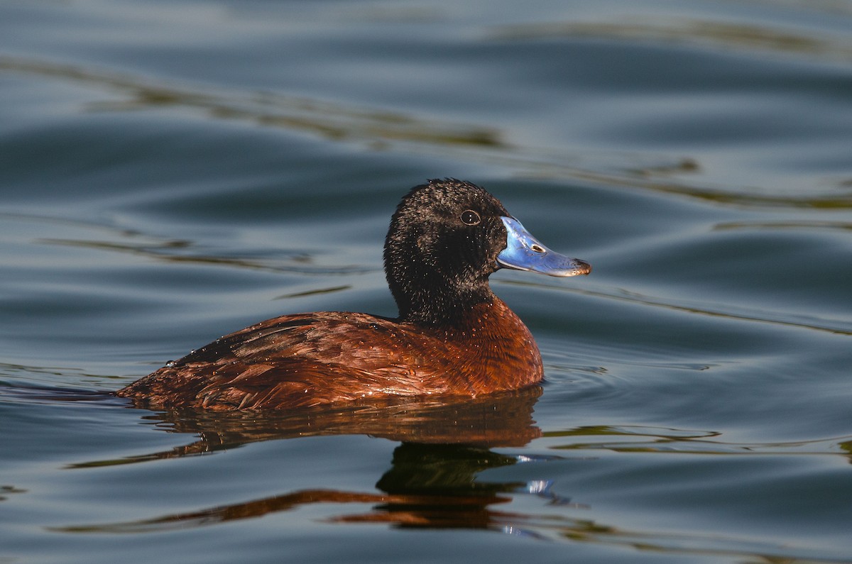 Lake Duck - ML644571709