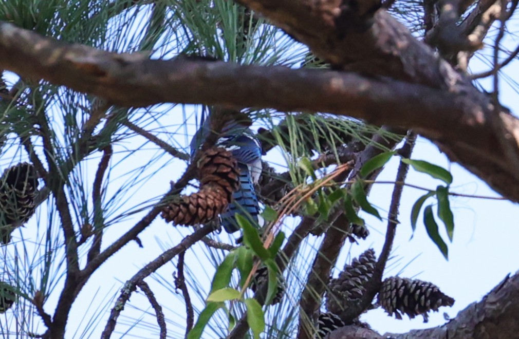 Geai bleu - ML644571710