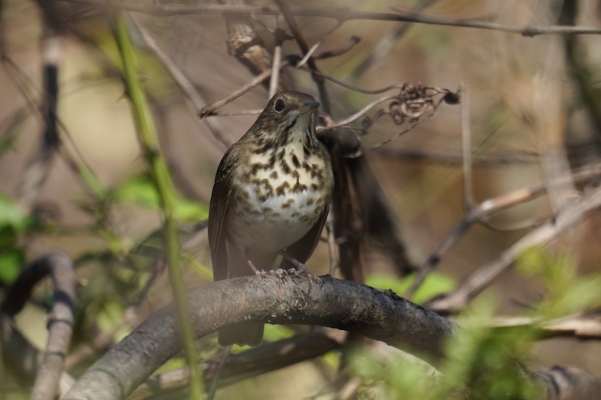 Hermit Thrush - ML644571711