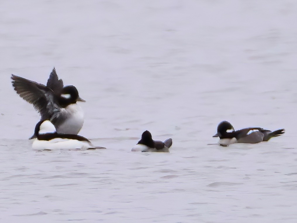 Bufflehead - ML644571713