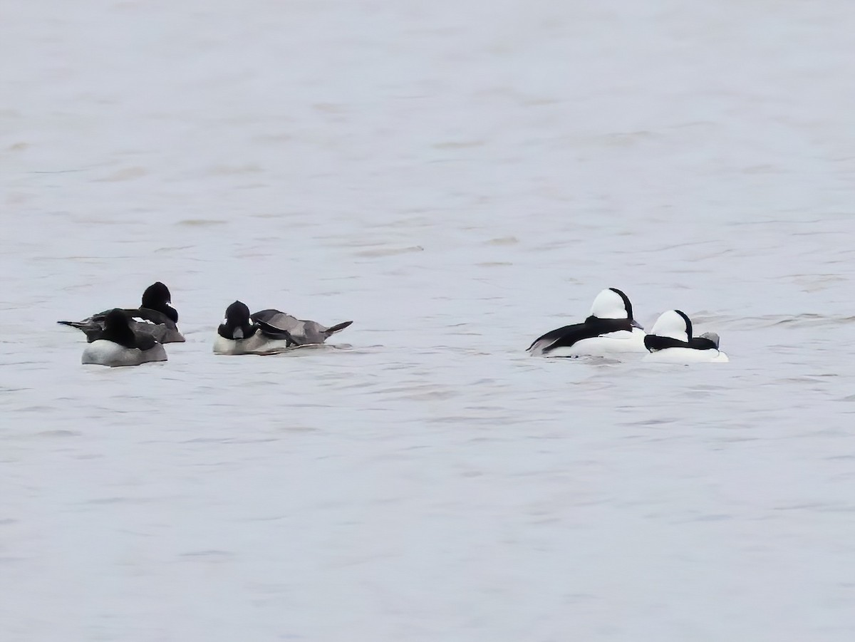 Bufflehead - ML644571715