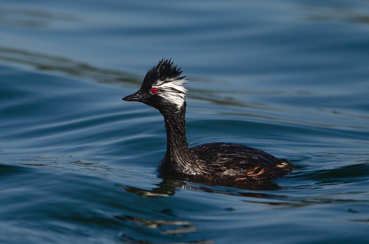 Grèbe de Rolland - ML644571716