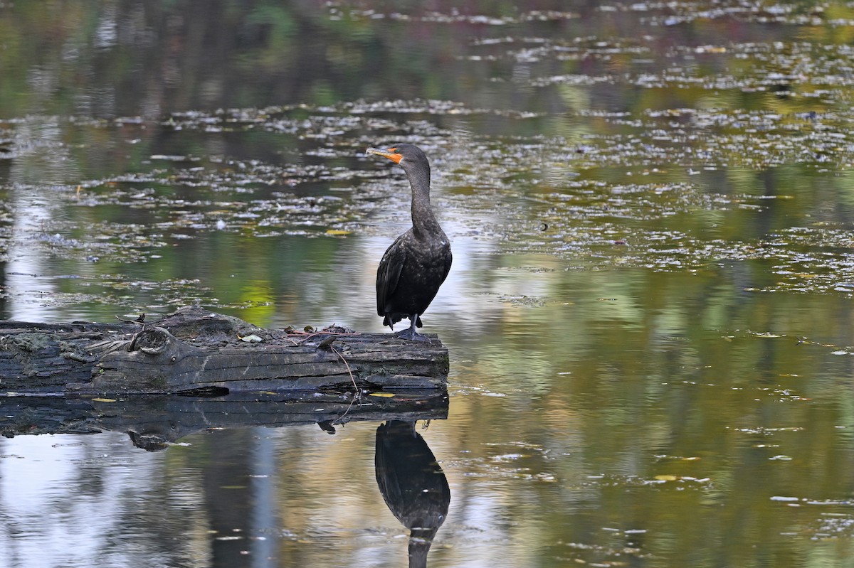 Double-crested Cormorant - ML644571725
