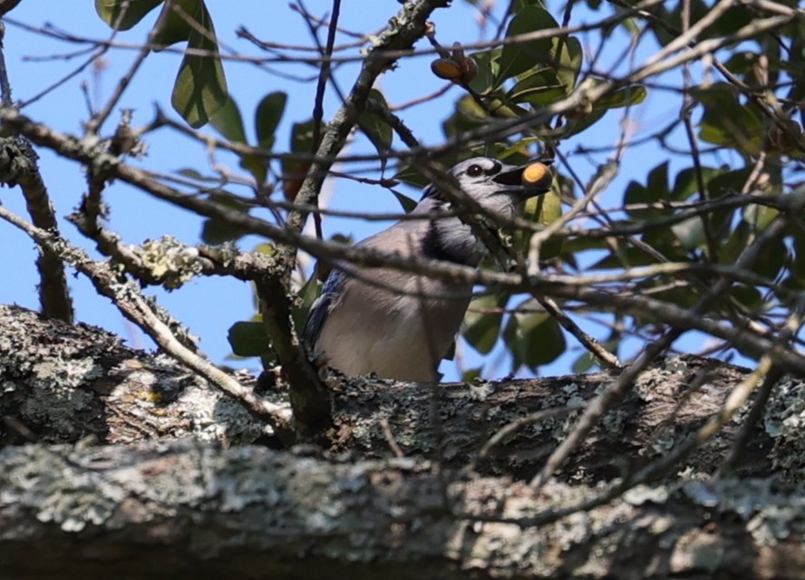 Geai bleu - ML644571726